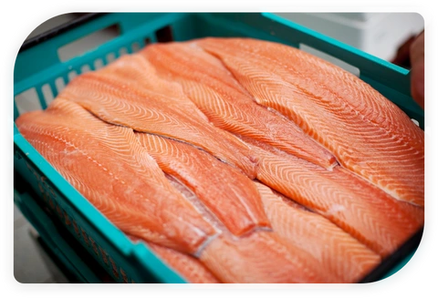 salmon photo